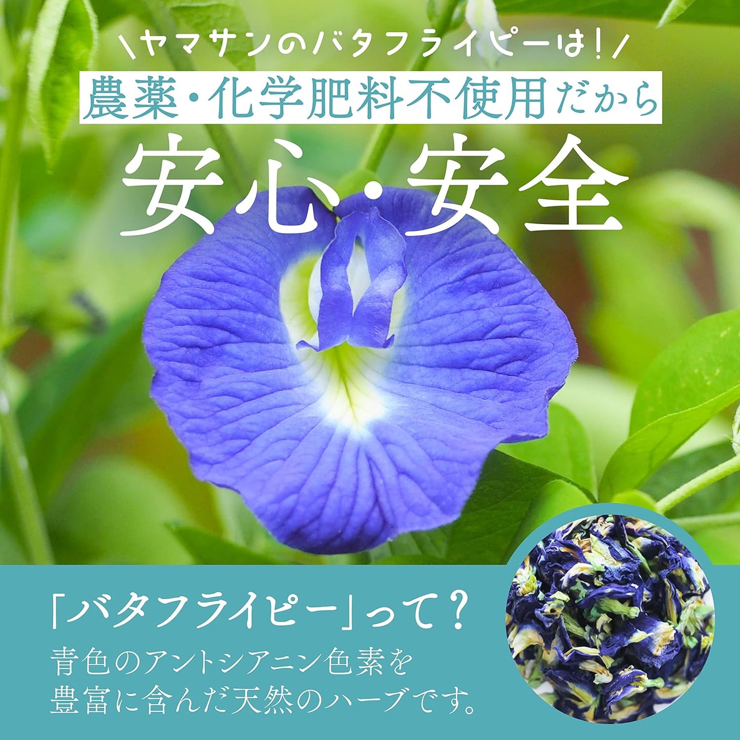 Butterfly Pea Powder 30g - YAMASAN KYOTOUJI