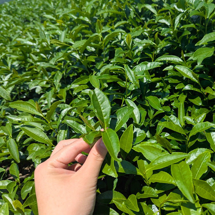 Discover Japanese Green Tea: A Beginner’s Guide to Matcha, Gyokuro, Sencha and More