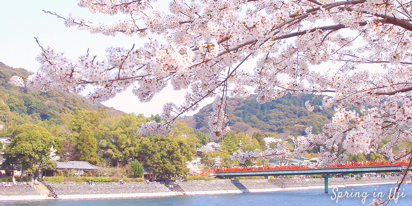 Sakura Collection