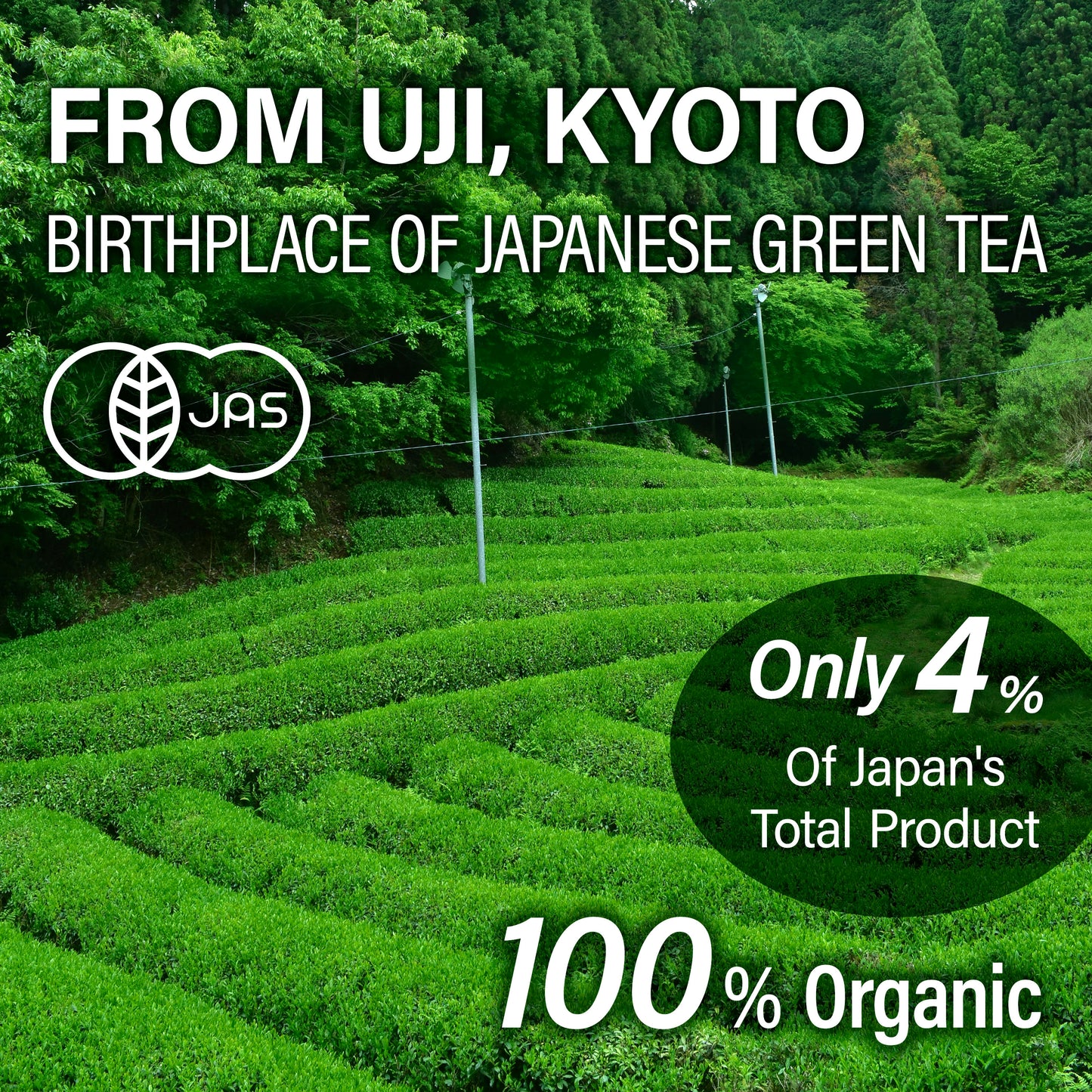 Hojicha Tea, Roasted green Tea, Low caffeine, JAS Certified Organic, Japanese Tea, 150g Bag