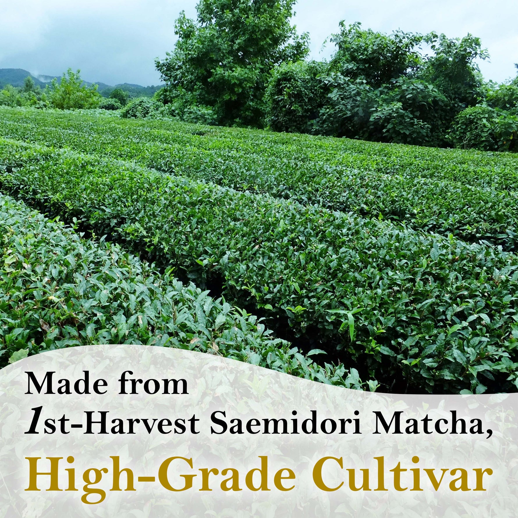Pure Matcha Paste 100g(3.52oz) - YAMASAN KYOTOUJI