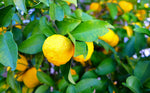 Yuzu Juice Powder 50g(1.76oz) - YAMASAN KYOTOUJI