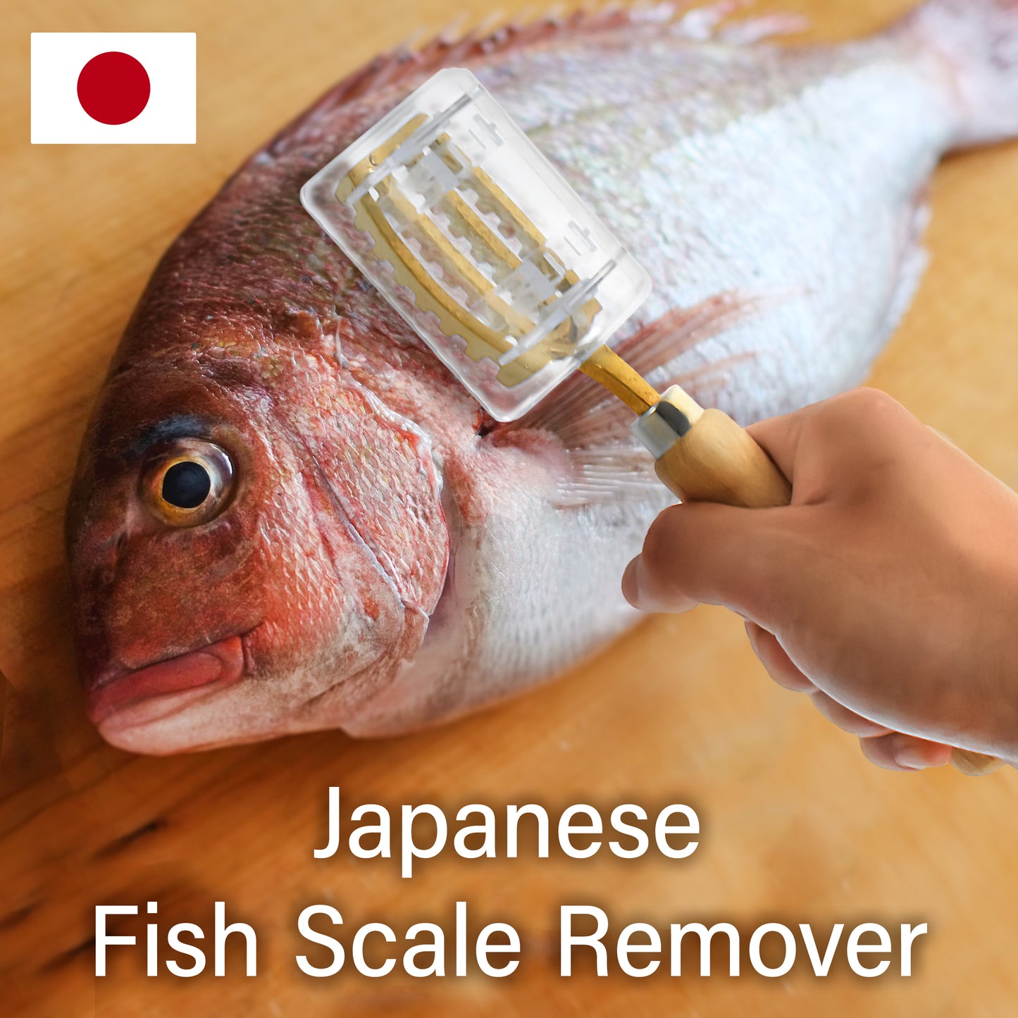 Fish Scale Remover with Box with Brass Serrated Sawtooth and Wooden Handles from Tsubame-Sanjo, Japan