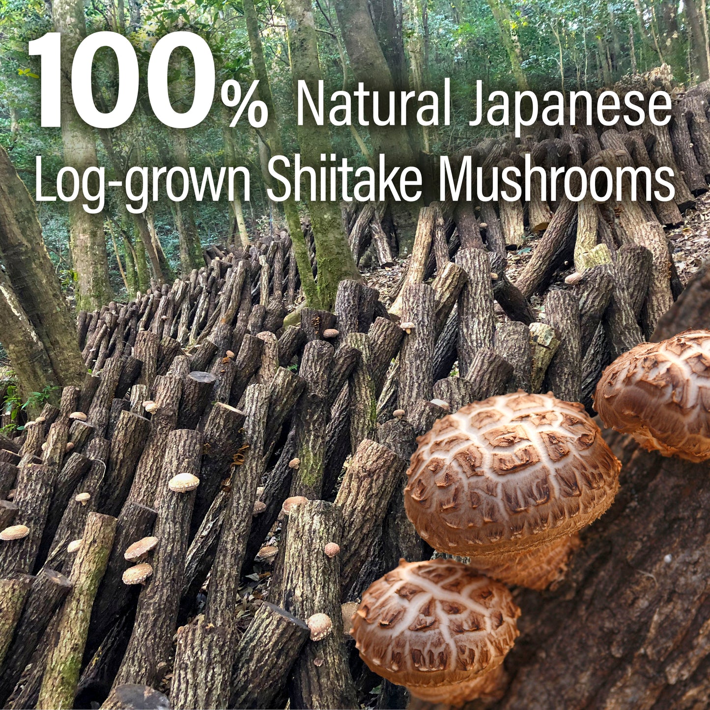 Japanese Shiitake Mushroom Umami Powder (40g) - Natural Umami Booster, 100% Japanese Ingredients, No Chemical Seasoning, For Vegan