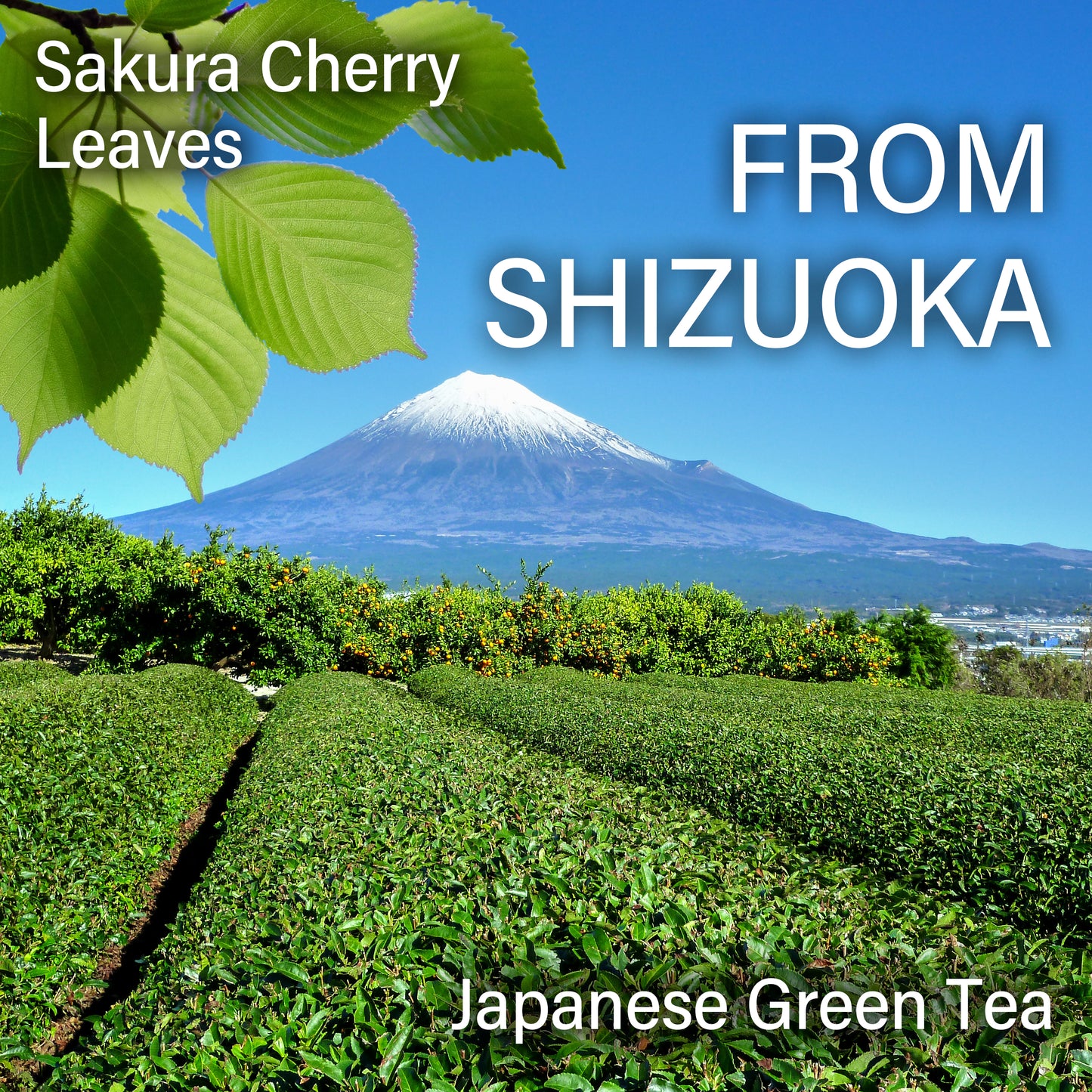 Japanese Matcha with Sakura Tea, Refreshing Aroma of Matcha and Cherry Blossoms, Great for Baking, Culinary Grade, Made in Japan(100g)