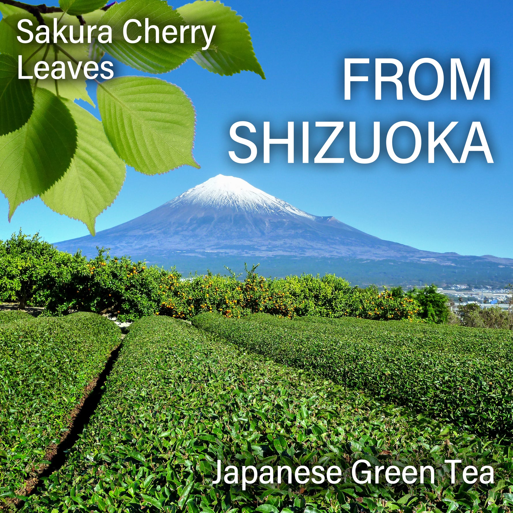 Matcha with Sakura Tea - YAMASAN KYOTOUJI