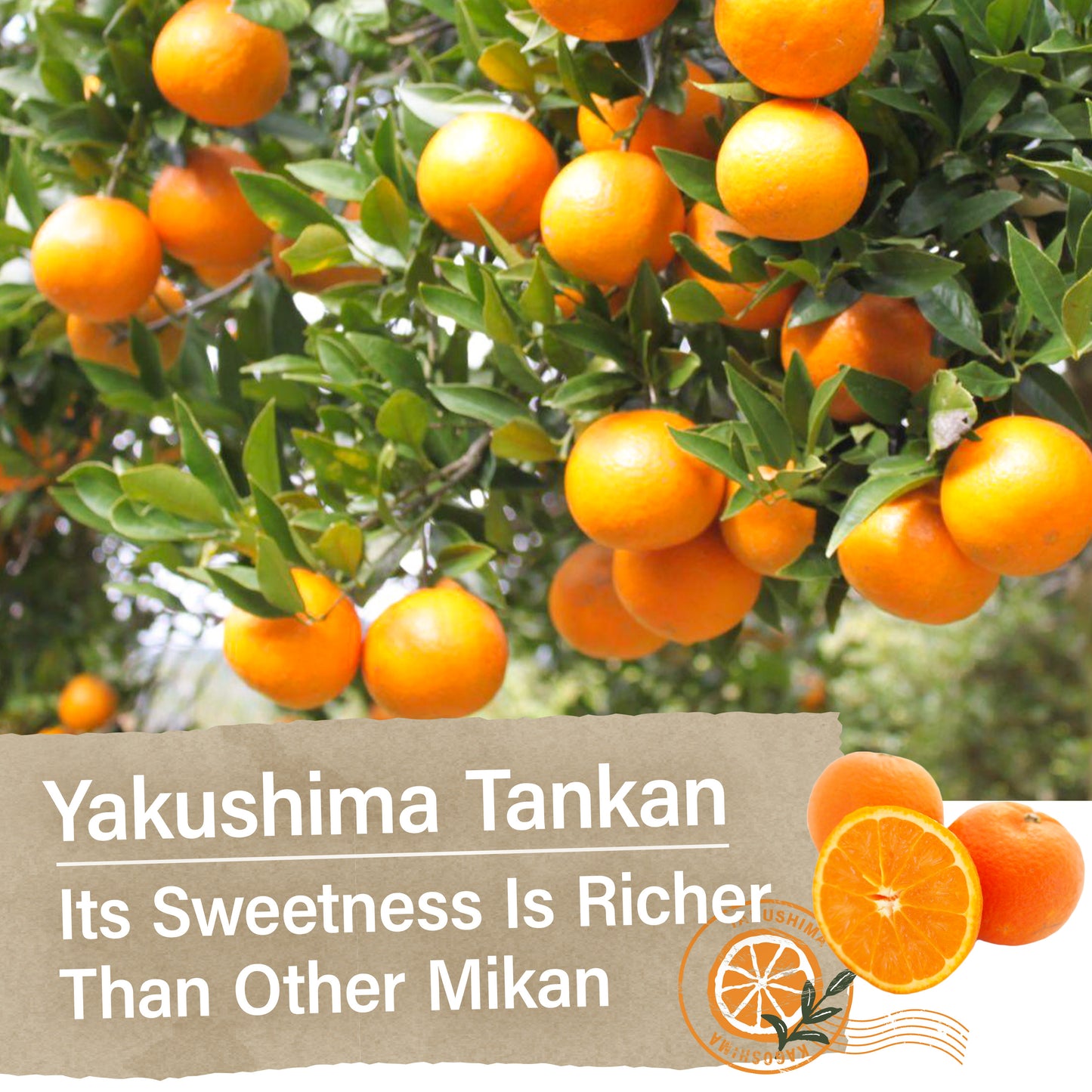 Japanese Candy - Mandarin Orange Flavor of Yakushima, Individually Wrapped, No Chemical Seasoning, Gluten and Fat Free Sweets (4.9OZ)