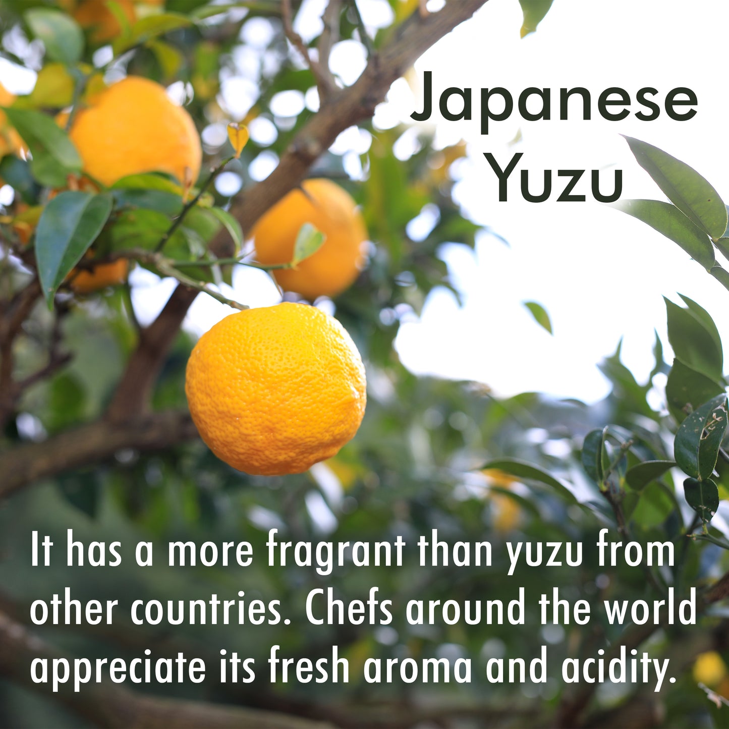 Yuzu Juice 100% Japanese Authentic, Natural Pure Flavor with No Additives, Vegan, Refreshing Aroma and Citrusy Flavor Paired with Various Dishes 3.3floz(100ml)