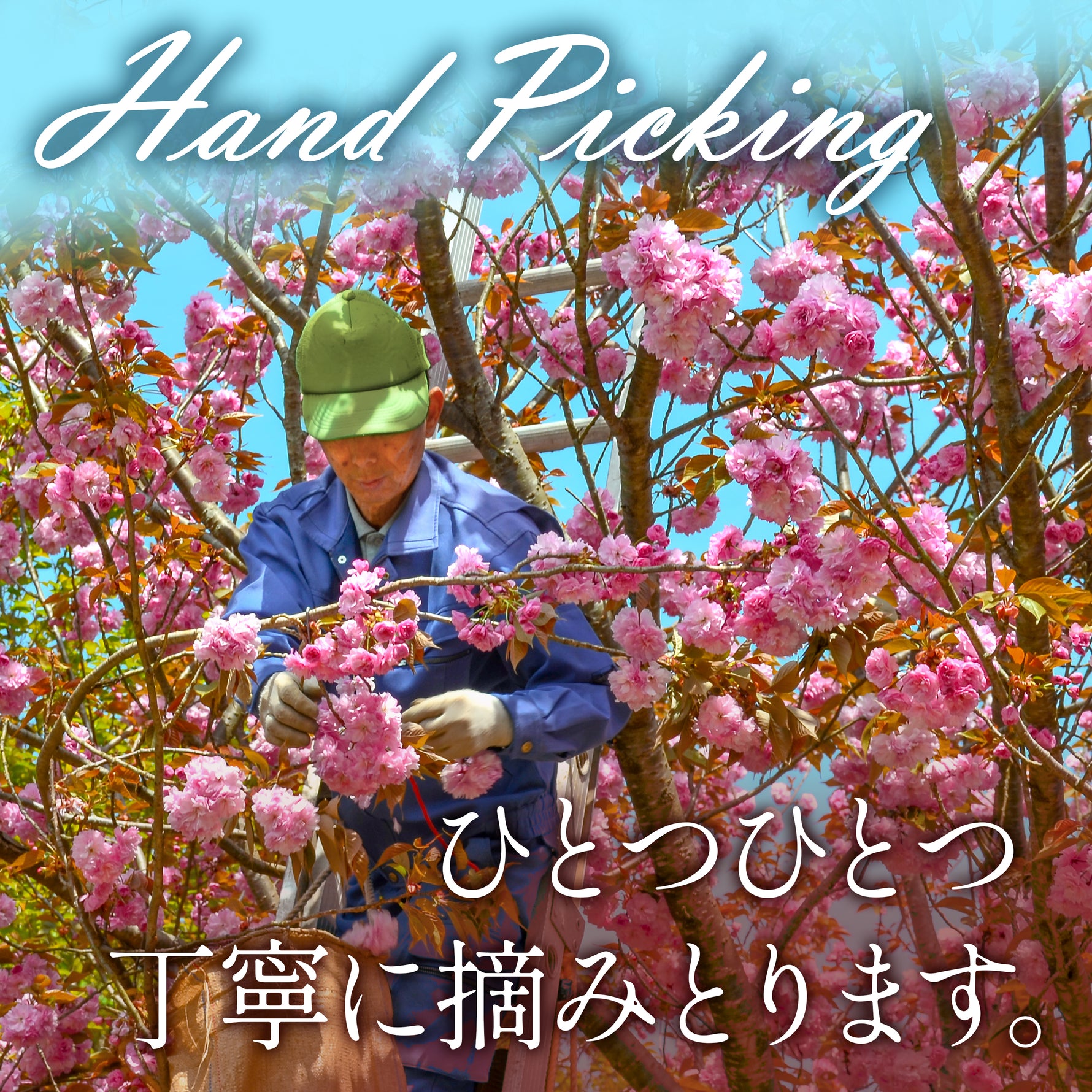 Sakura Powder 40g(1.4oz) - YAMASAN KYOTOUJI