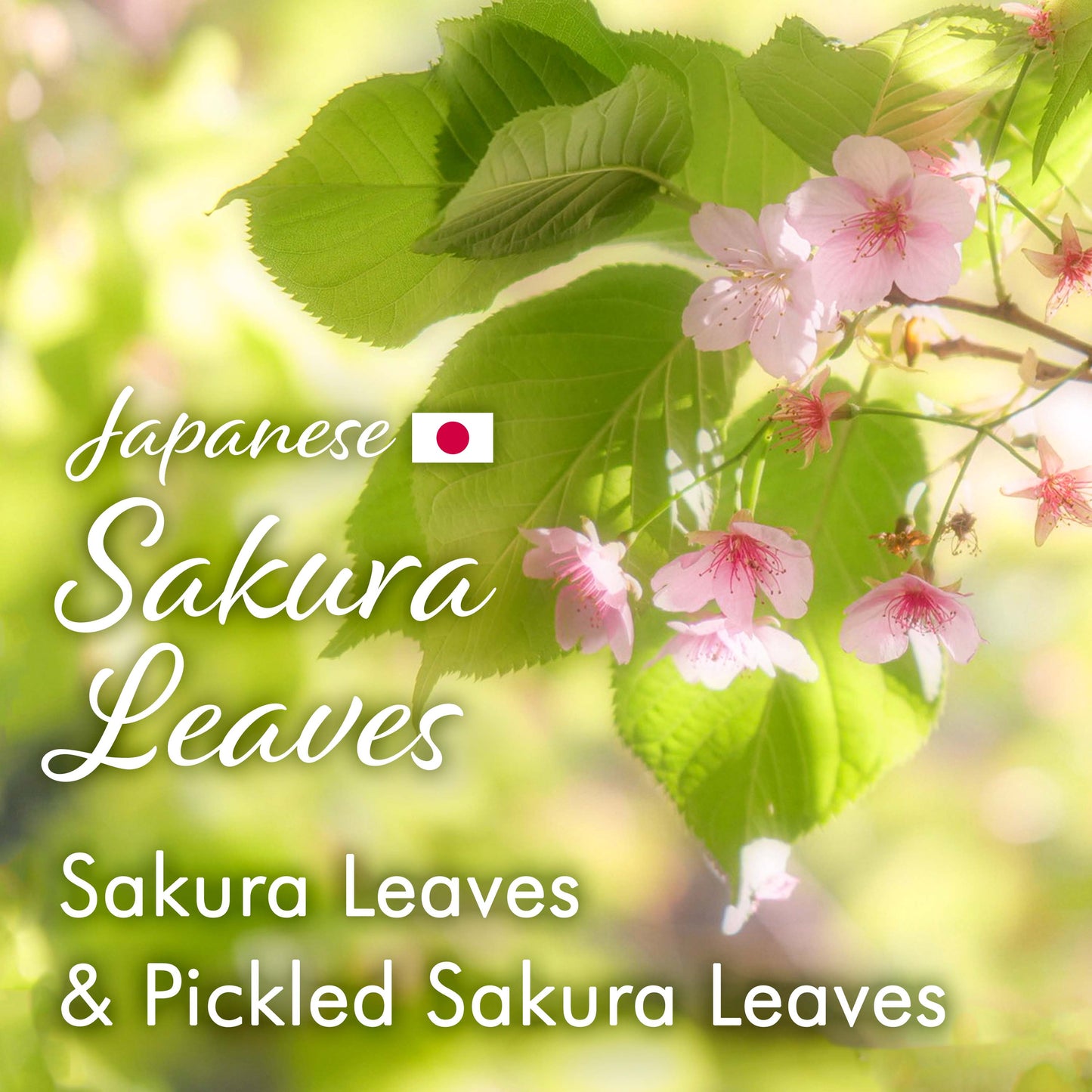 Sakura Black Tea Loose Leaf (80g) - Blending Benifuki and Japanese Sakura Cherry Blossom Leaves, Floral and Refreshing Wakocha