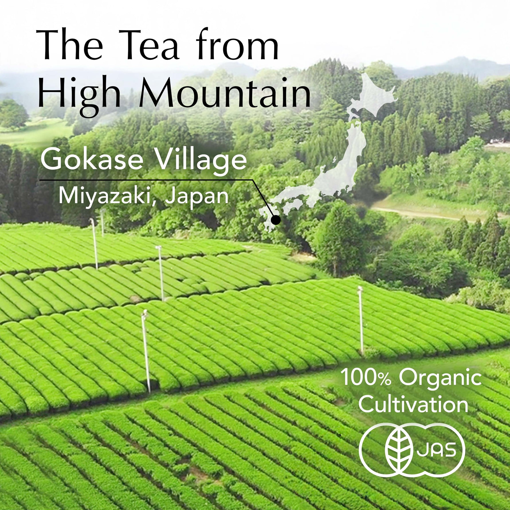 Organic Oolong Loose Leaf Tea 100g(3.5oz) YAMASAN KYOTOUJI