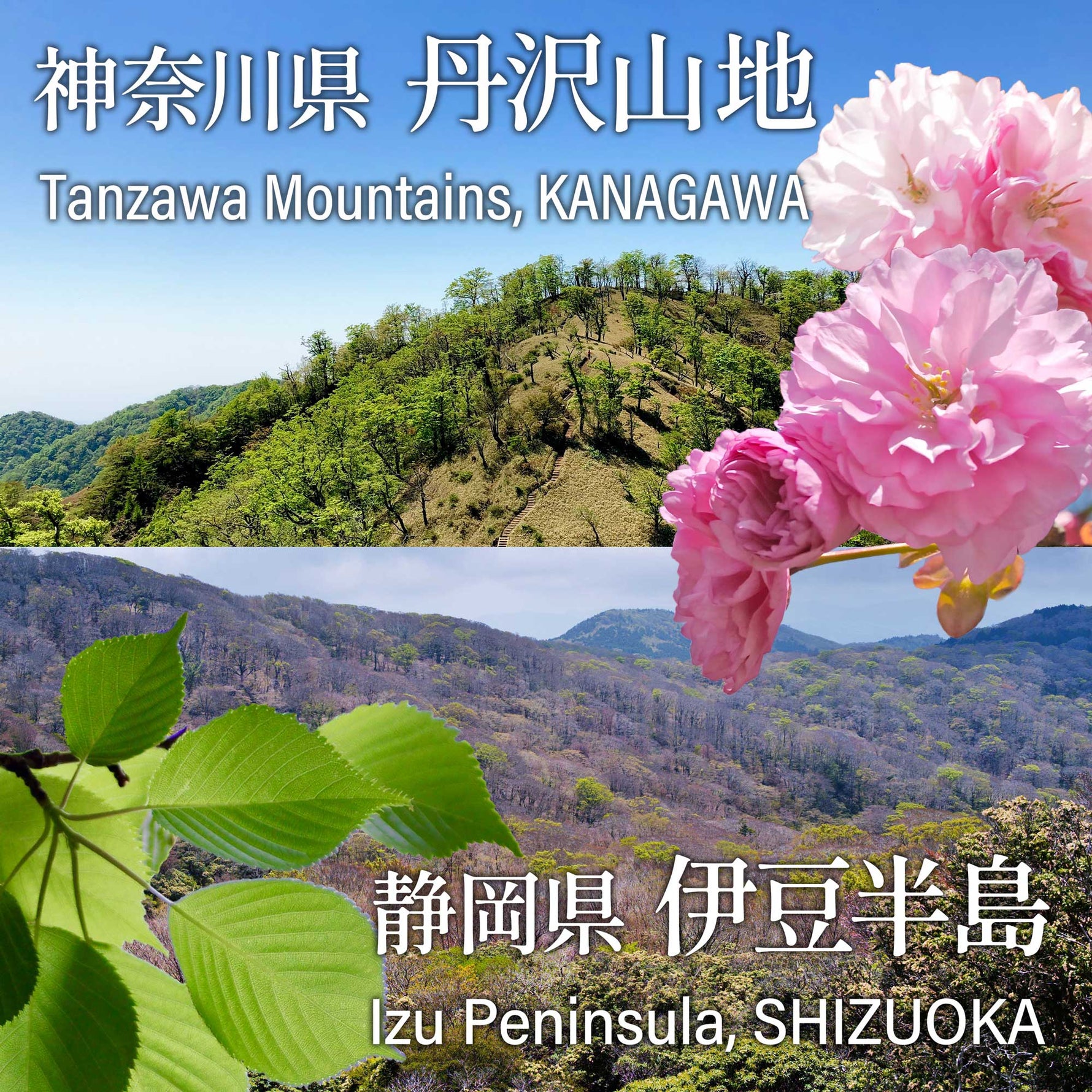 Collage of Tanzawa Mountains, Kanagawa and Izu Peninsula, Shizuoka with cherry blossoms and green leaves.