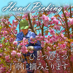 Person picking cherry blossoms with text 'Hand Picking' and Japanese text overlay.