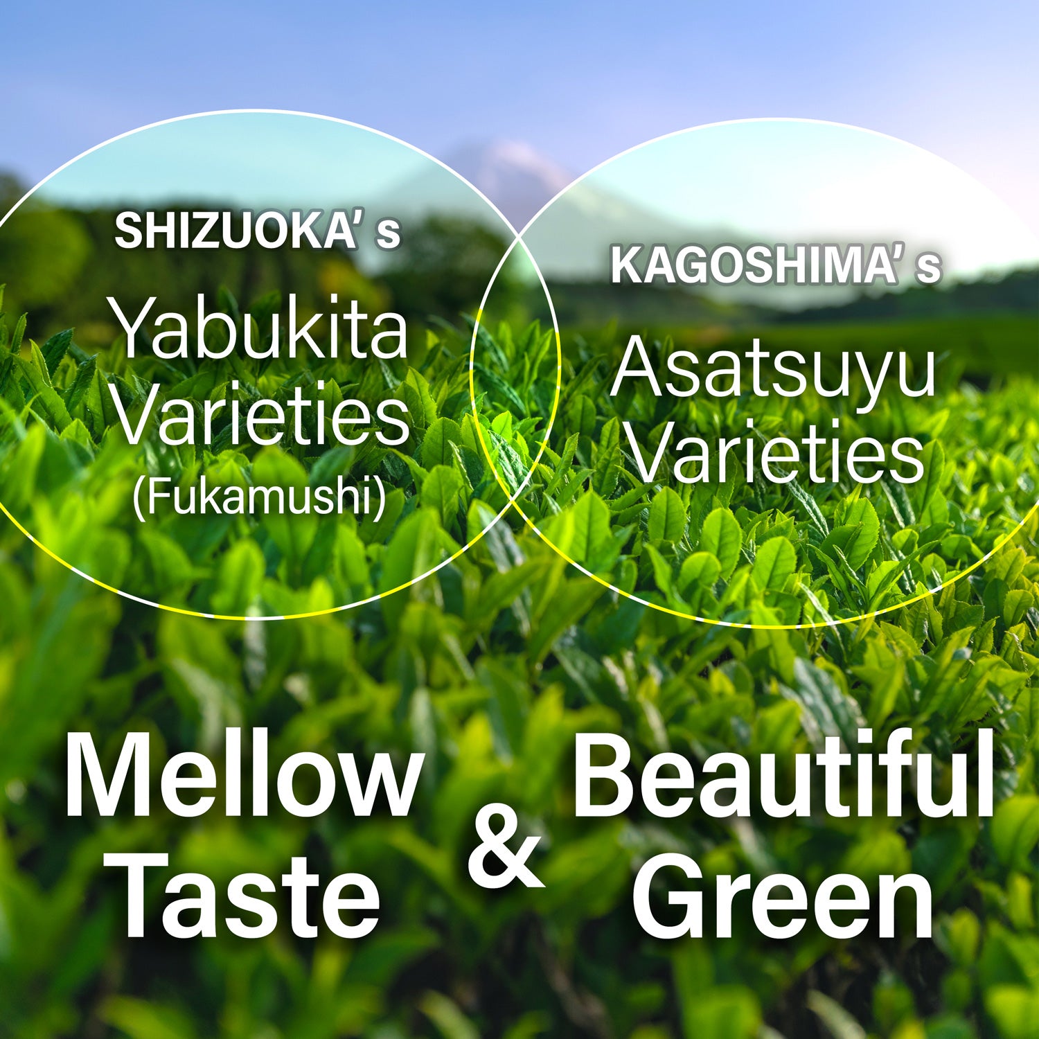 Tea plants with text about Shizuoka's Yabukita Varieties and Kagoshima's Asatsuyu Varieties.