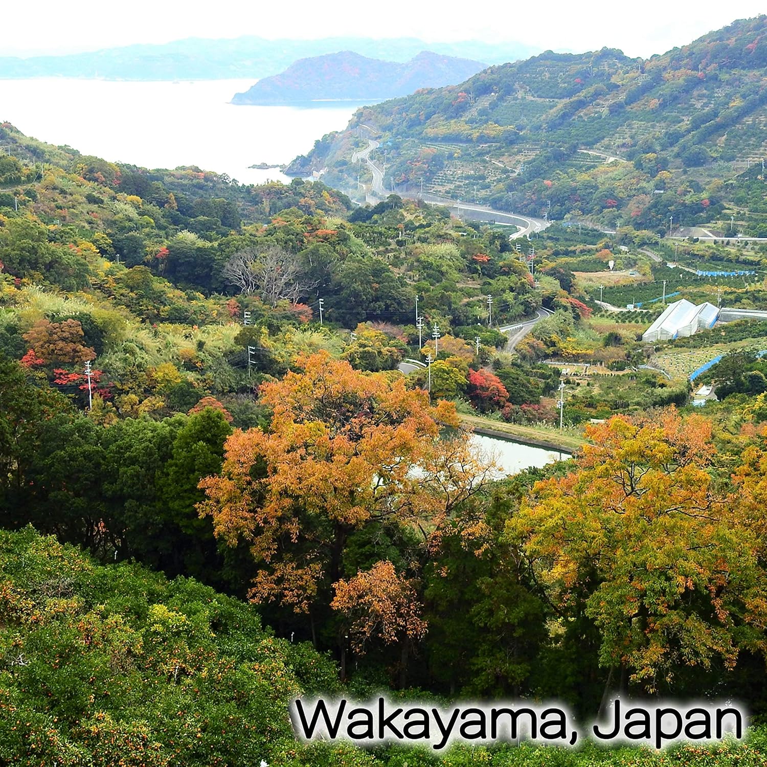 Scenic view of a valley with autumn foliage in Wakayama, Japan