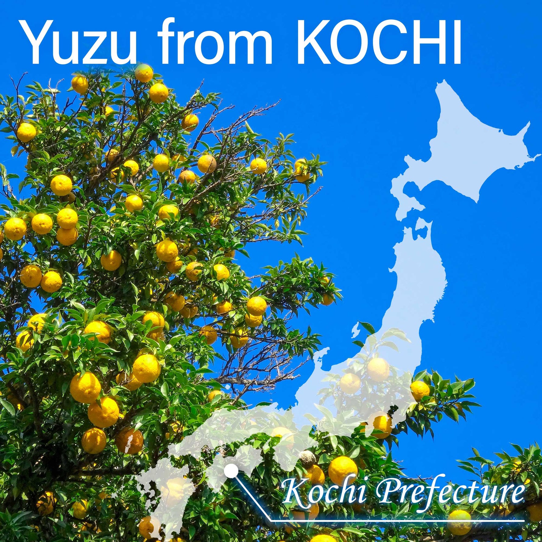 Made with fragrant yuzu from Kochi, Japan, known for its high-quality citrus